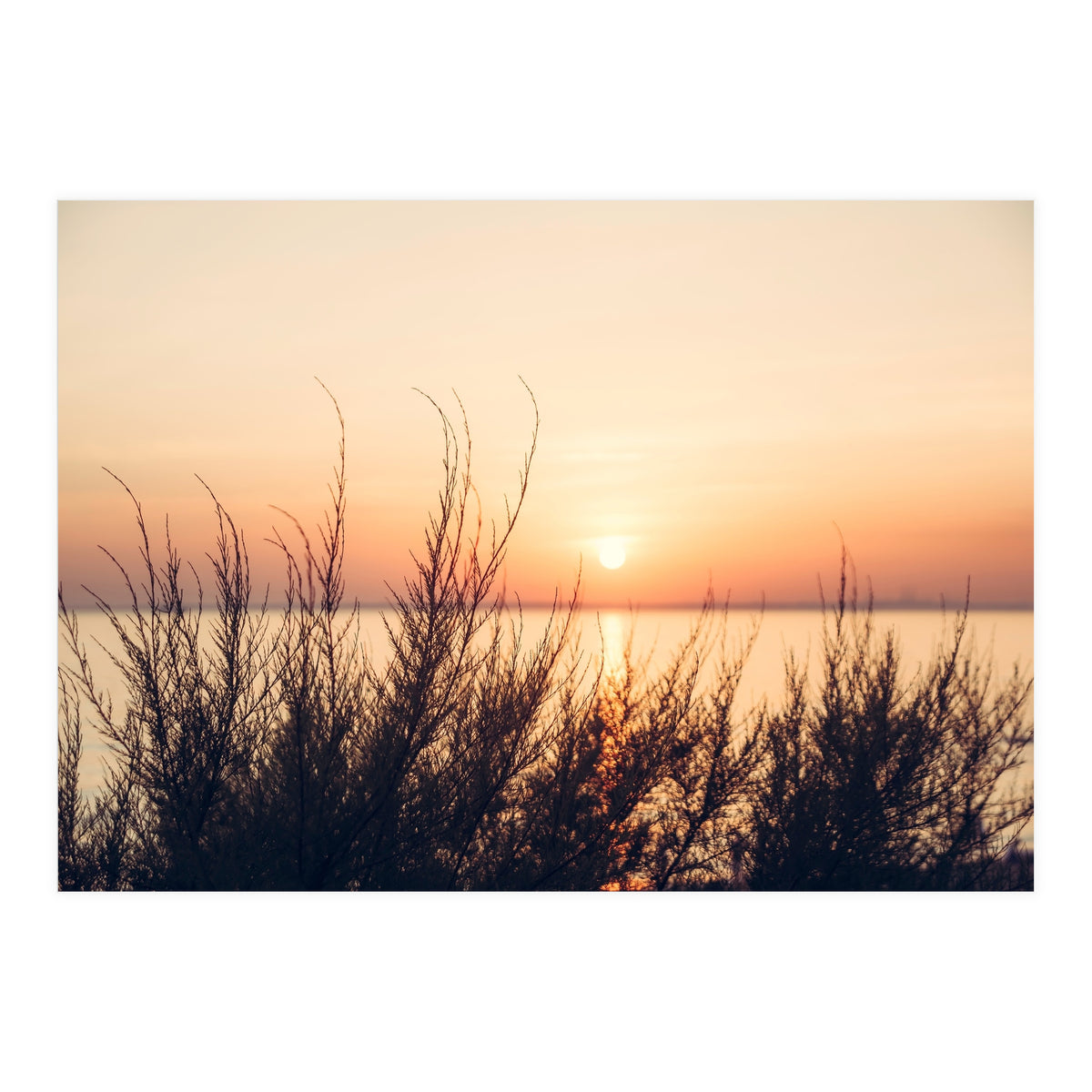Orange Heatwave 2 (Print Only)