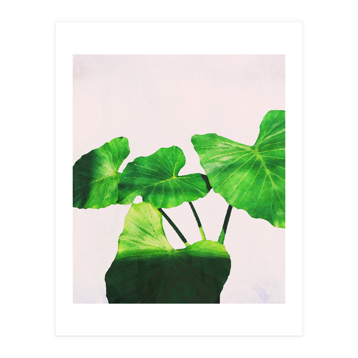 Taro Dimensionality (Print Only)