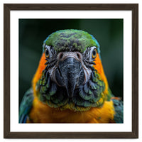 Blue And Gold Macaw Face Focused Portrait