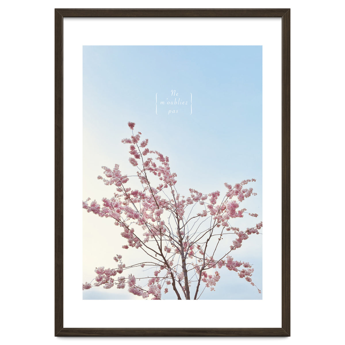 Sakura - cherry blossom