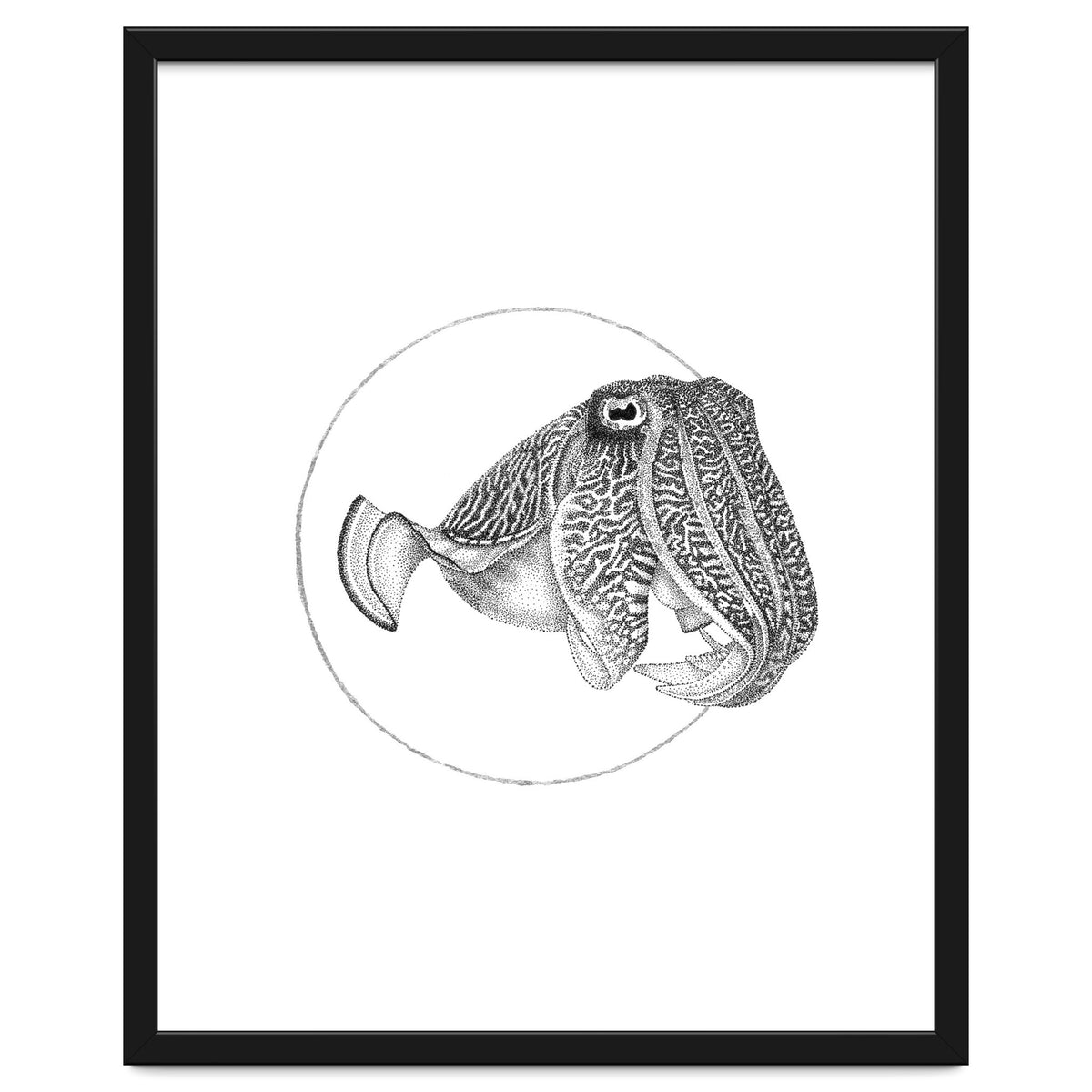 The Fascinating Cuttlefish