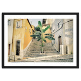 Lisbon Palm Tree thumbnail