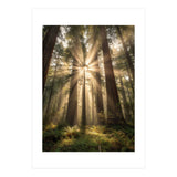 Ethereal Redwood Sanctuary: Sunbeams in the Ancient Forest (Print Only) thumbnail