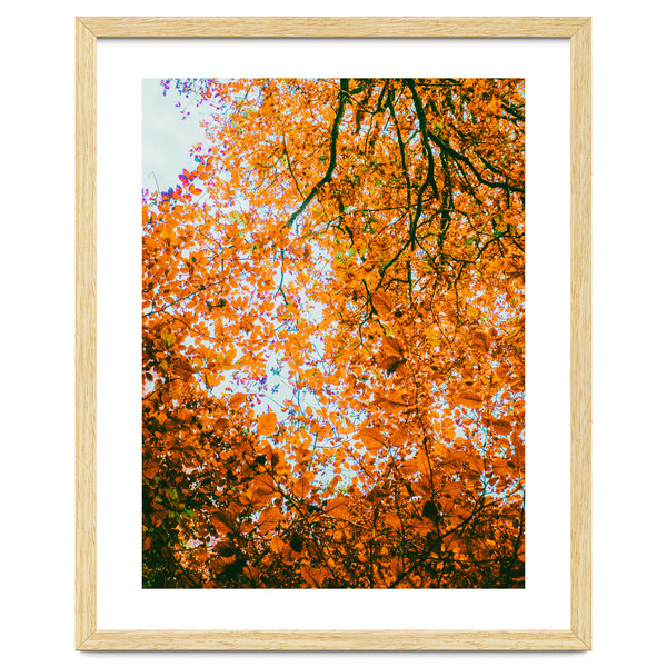 Autumn Leaves