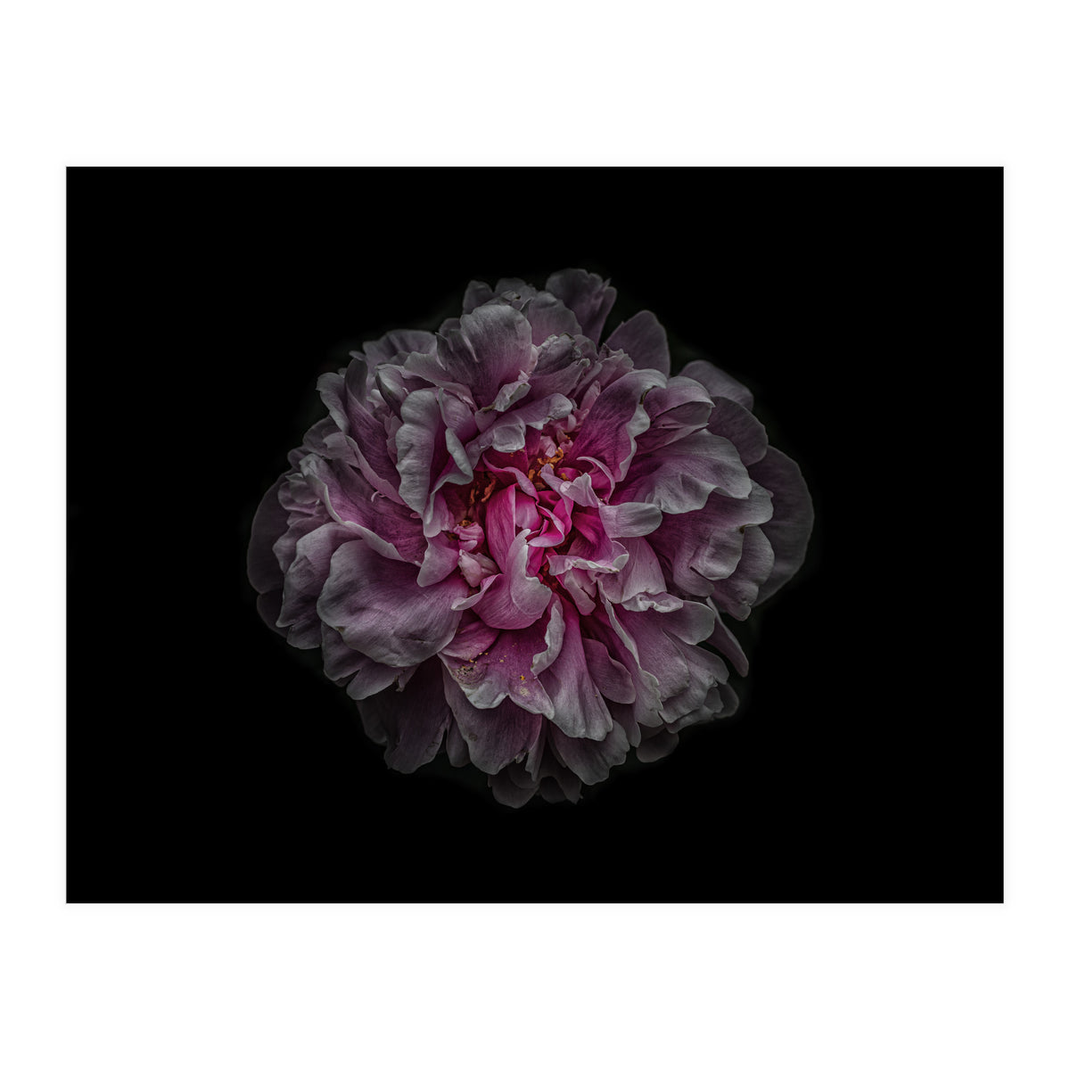 Backyard Flowers No 116 Color Version (Print Only)