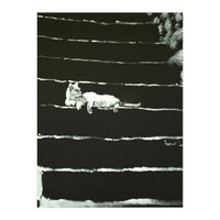 Cat On Stairs (Print Only)