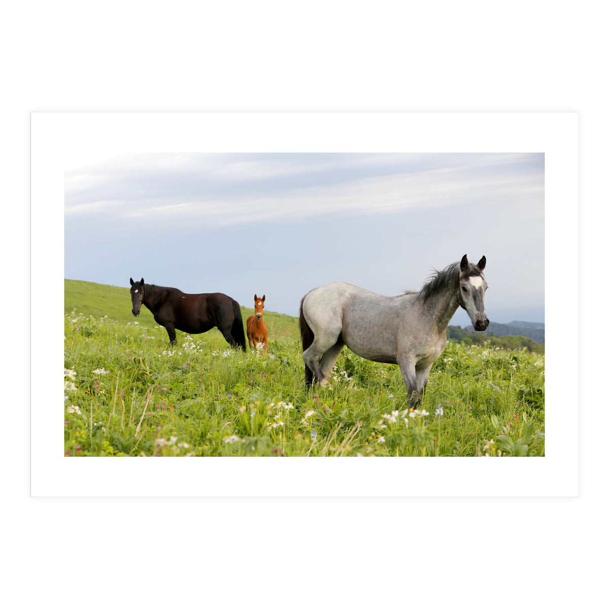Equine Family (Print Only)