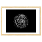 Backyard Flowers In Black And White No 72 with Border thumbnail