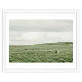 Horses in the middle of the green field - Iceland thumbnail