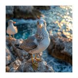 Seagull Standing On Rocks Near Water (Print Only) thumbnail