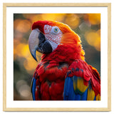 Scarlet Macaw Parrot Close Up Portrait thumbnail