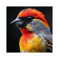 Close Up Of Colorful Bird With Red Orange Yellow Feathers (Print Only)