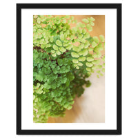 Maidenhair Queen