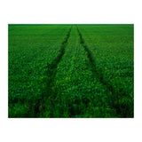 Track and Field (Print Only) thumbnail