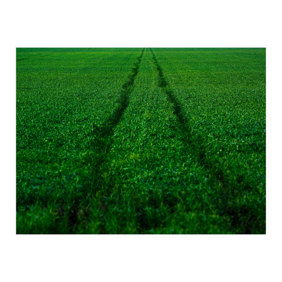 Track and Field (Print Only)