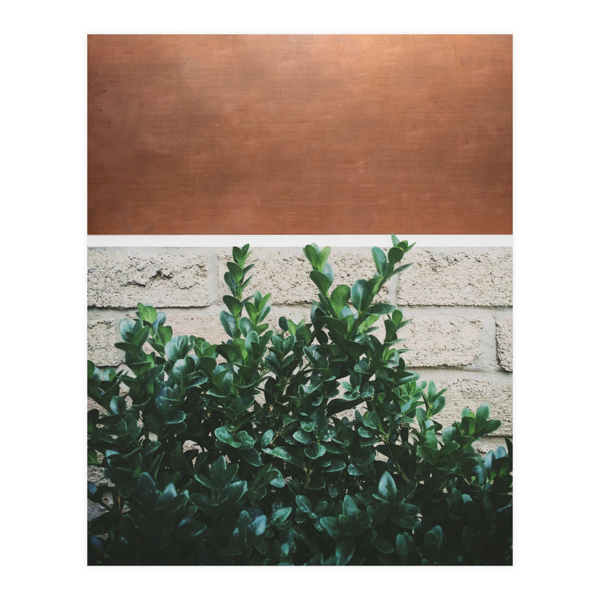 Plant + Copper (Print Only)