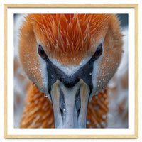 Close Up Of A Pelican's Beak With Water Droplets