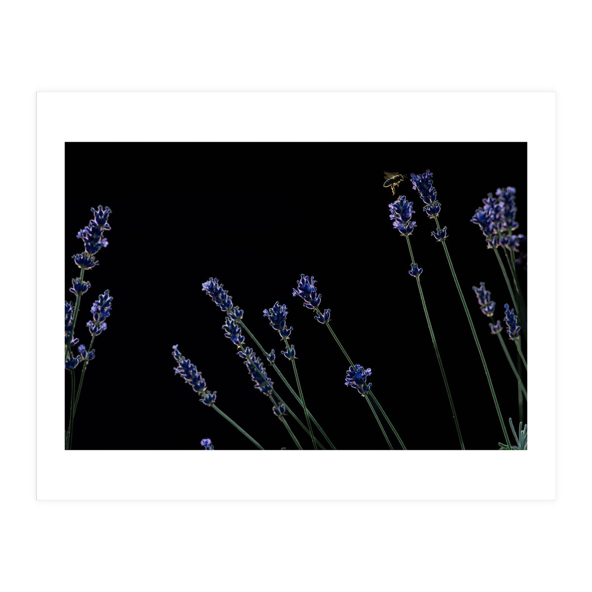 Honeybee and lavender (Print Only)