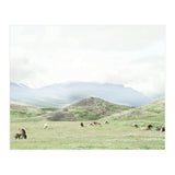Relaxing horses on a sunny day calm field - Iceland (Print Only) thumbnail
