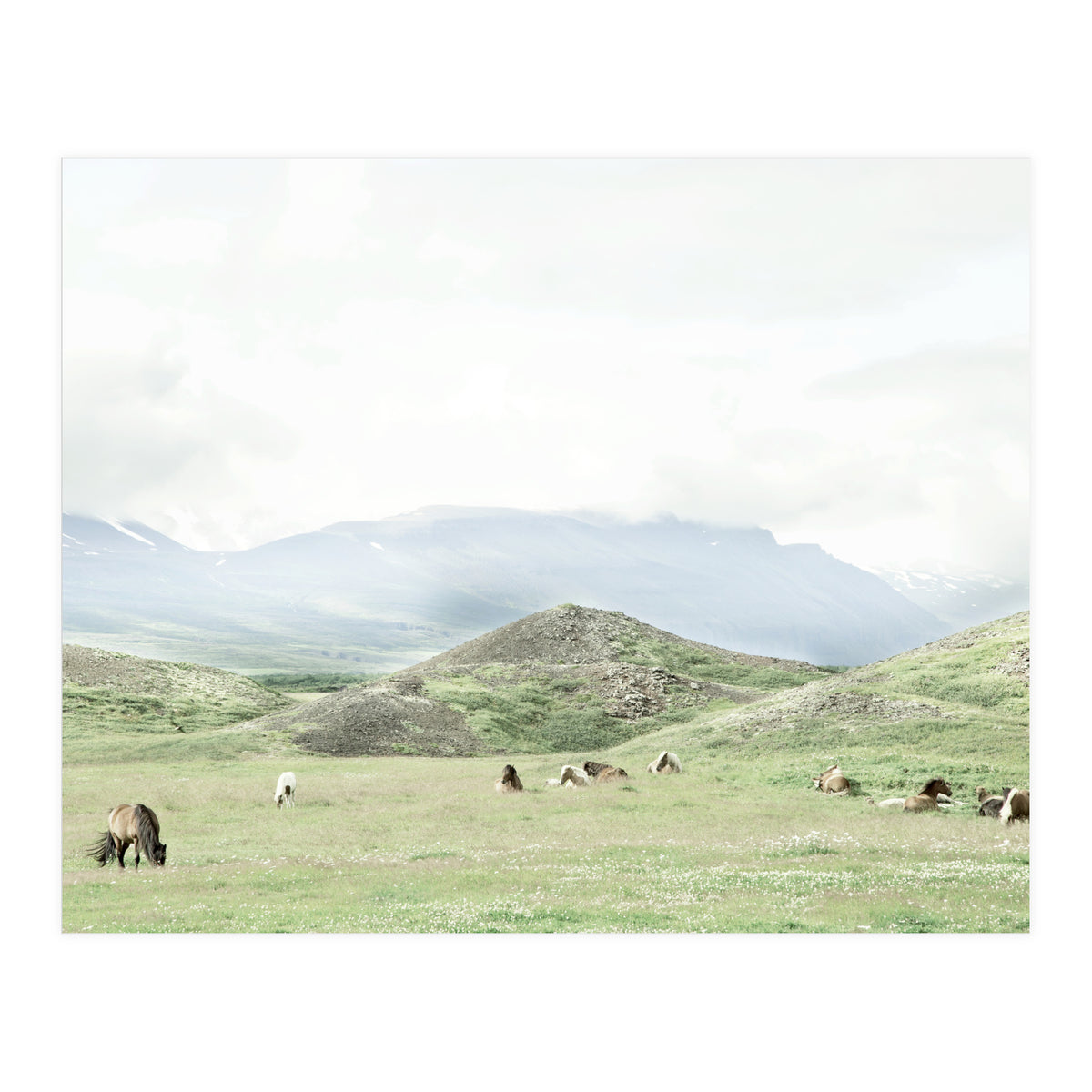 Relaxing horses on a sunny day calm field - Iceland (Print Only)