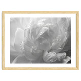 Ethereal Monochromatic Peony Petal Macro thumbnail