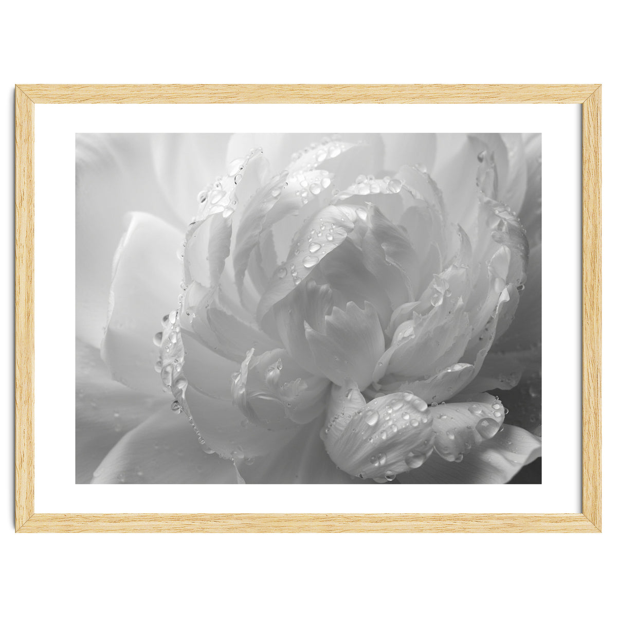 Ethereal Monochromatic Peony Petal Macro