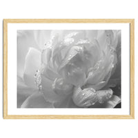 Ethereal Monochromatic Peony Petal Macro