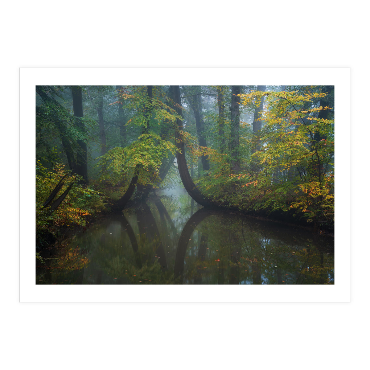 The bent trees (Print Only)