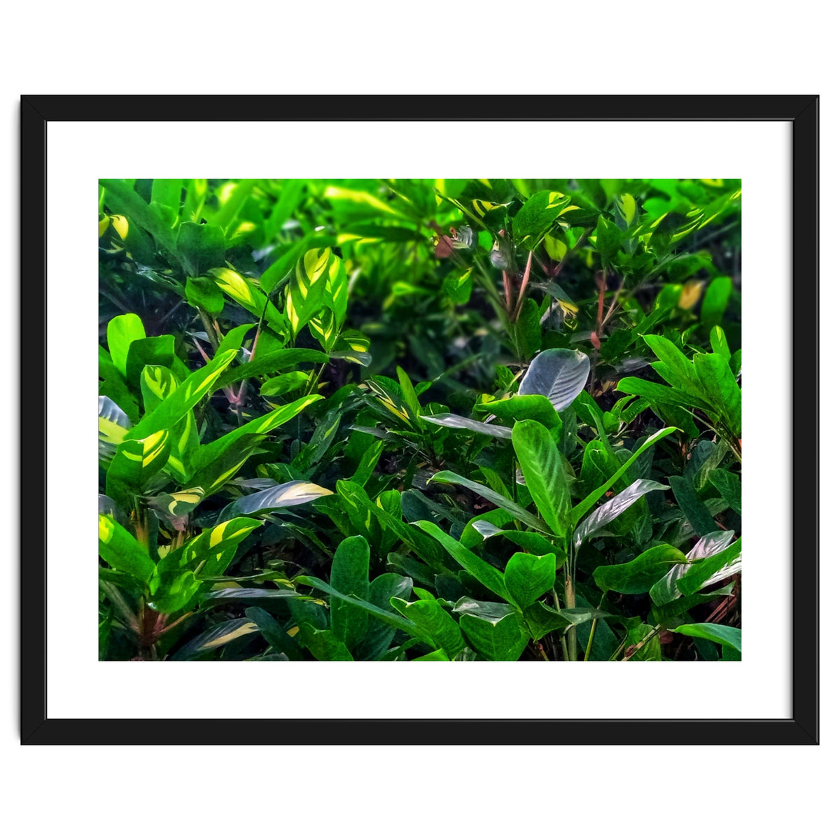 Green House Plant Leaves
