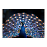 Close Up Peacock Showing Its Beautiful Feathers (Print Only) thumbnail