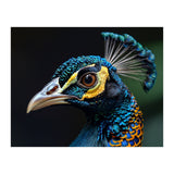 Close-up of a Peacock’s Head (Print Only) thumbnail