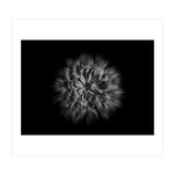 Backyard Flowers In Black And White No 48 Flow Version (Print Only) thumbnail