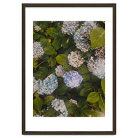 Hydrangeas | Portrait