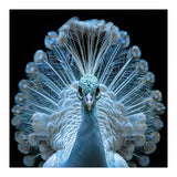 Majestic White Peacock Displaying Its Feathers (Print Only) thumbnail