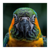 Blue And Gold Macaw Face Focused Portrait (Print Only) thumbnail