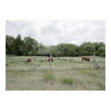 Cows in the farm (Print Only) thumbnail