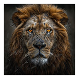 Majestic Lion With Glowing Eyes Close Up Portrait (Print Only) thumbnail