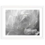 Ethereal Monochromatic Peony Petal Macro thumbnail