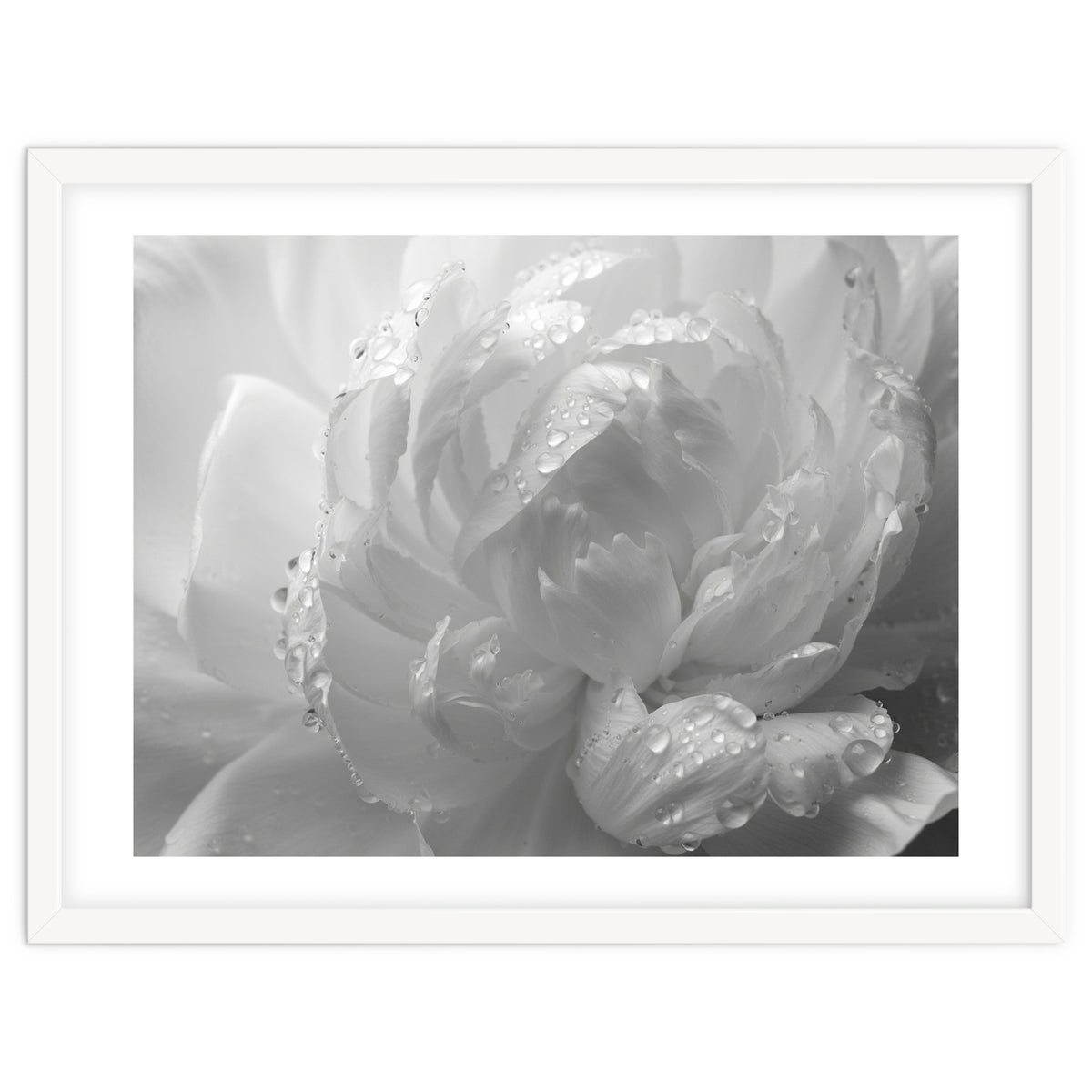 Ethereal Monochromatic Peony Petal Macro