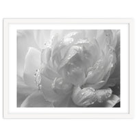 Ethereal Monochromatic Peony Petal Macro