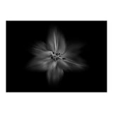 Backyard Flowers In Black And White No 28 Flow Version (Print Only) thumbnail