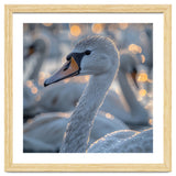 Majestic Swan Close Up With Water Droplets thumbnail