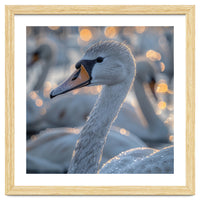 Majestic Swan Close Up With Water Droplets