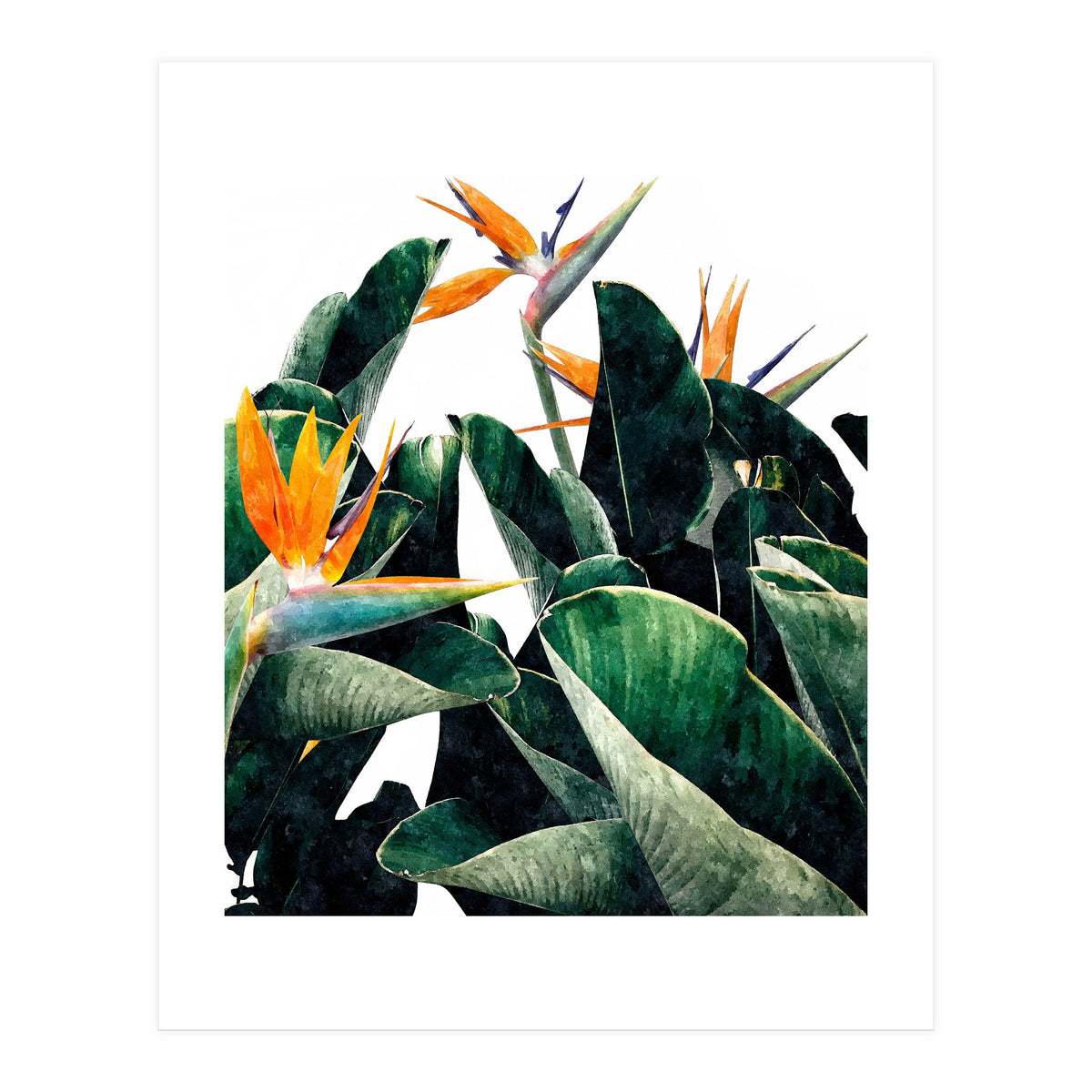Paradise Bird, Nature Botanical Plant Floral, Tropical Garden Watercolor Painting (Print Only)