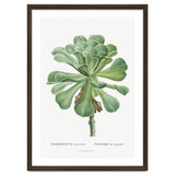 Pierre-Joseph Redouté – Sempervivum Canariense (1799) thumbnail