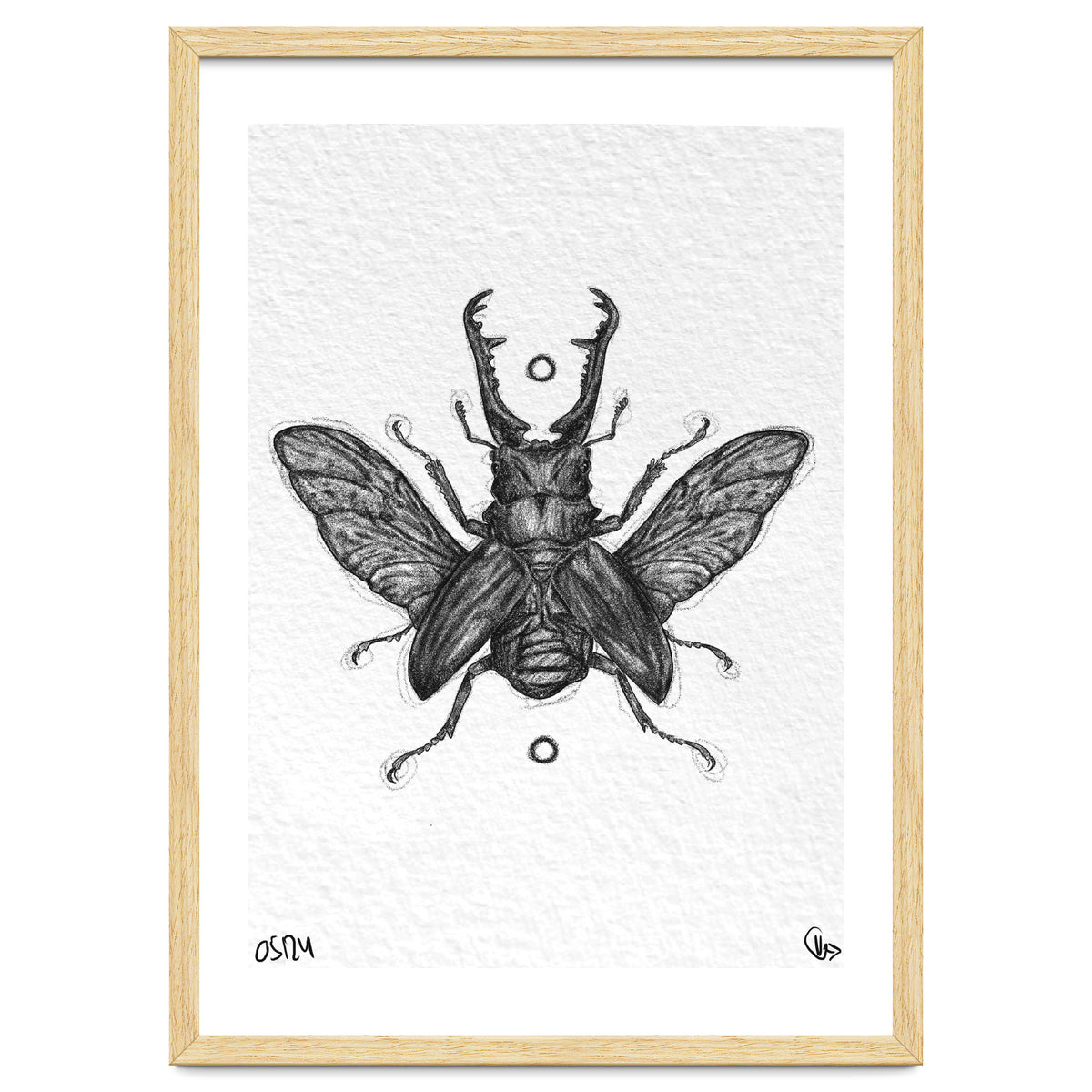 Giraffen Hirschkäfer