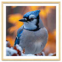 Blue Jay Bird In Winter Snowfall And Leaves
