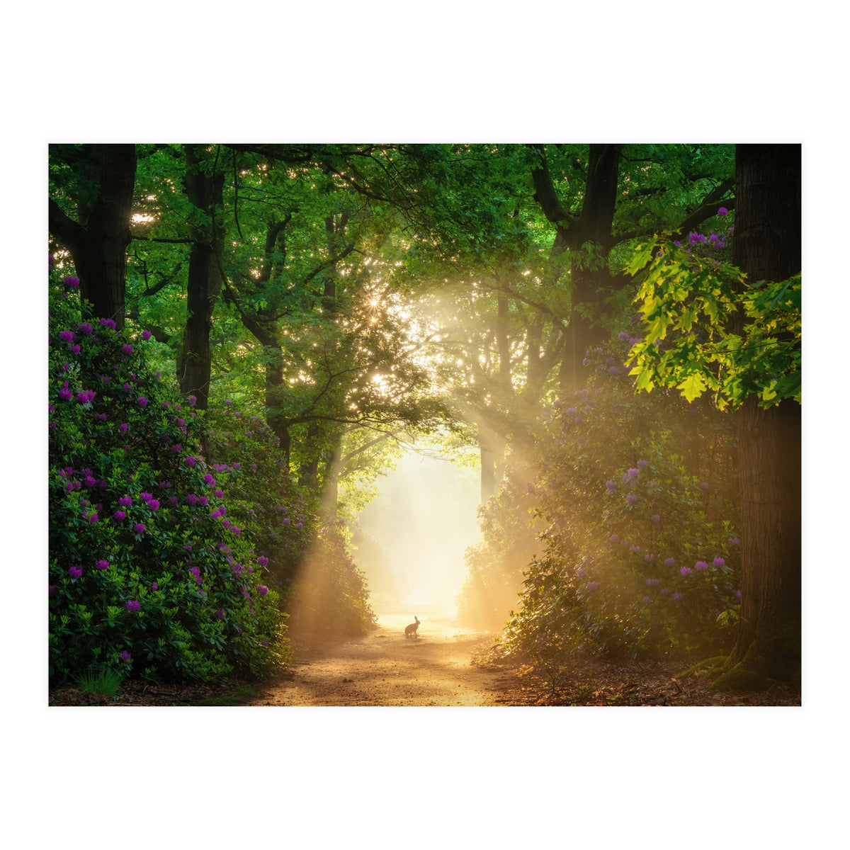 Hare in paradise (Print Only)