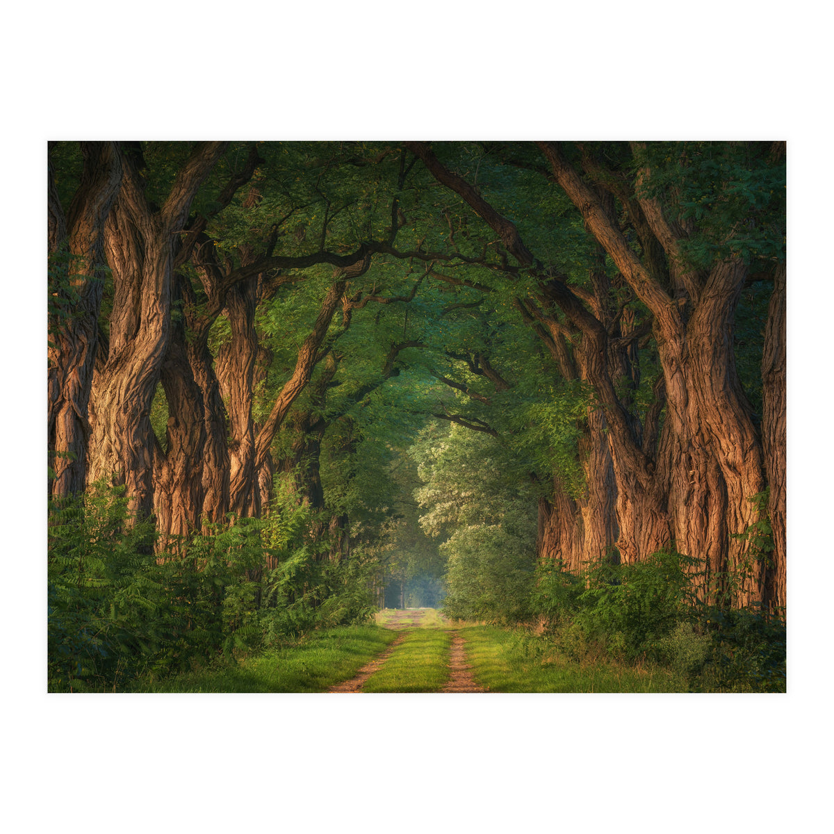 Soft morning light (Print Only)