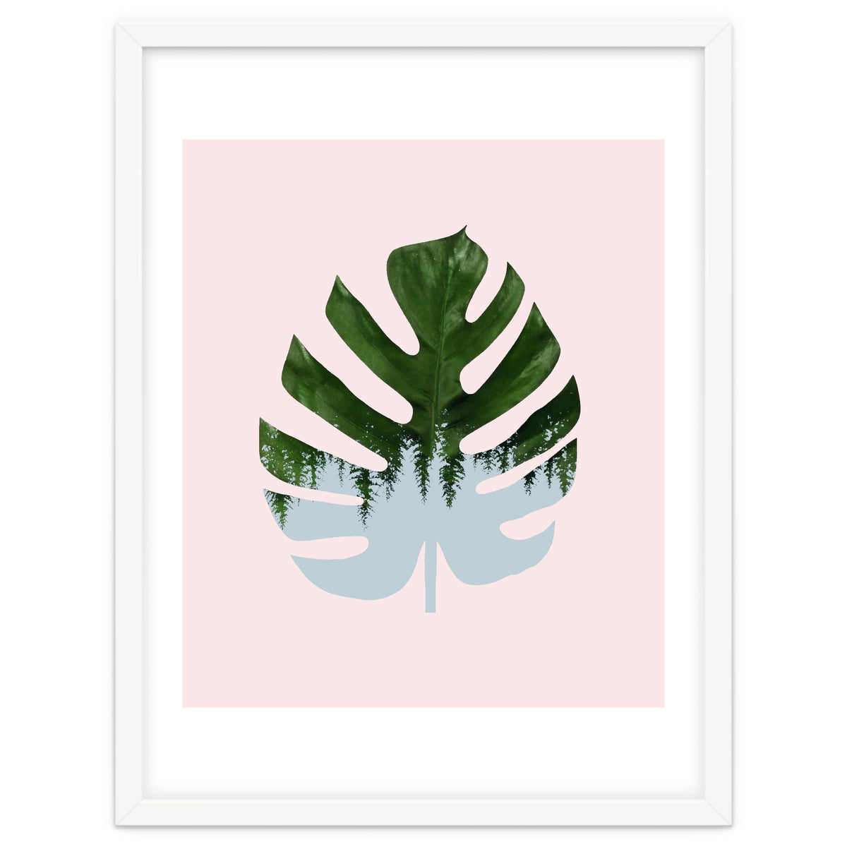 Monstera